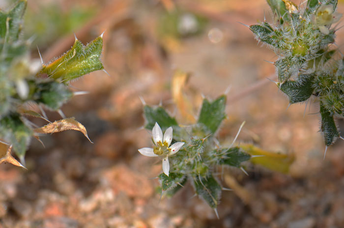 Loeseliastrum schottii, Schott's Calico